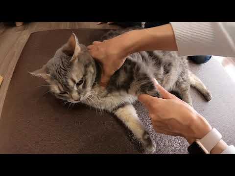 猫をマッサージする方法