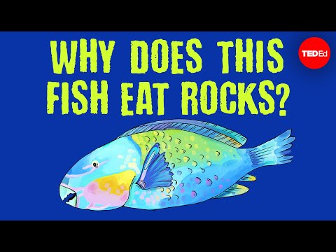 The big-beaked, rock-munching fish that protect coral reefs - Mike Gil