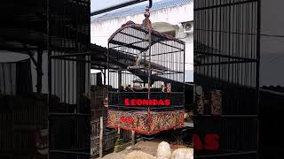 Download lagu NGERI KUNTILANAK SAMBUNG TENGKEK BUTO & GEREJA TARUNG #short #cendeterindonesia #cendetgacor mp3 Download lagu NGERI KUNTILANAK SAMBUNG TENGKEK BUTO & GEREJA TARUNG #short #cendeterindonesia #cendetgacor mp3