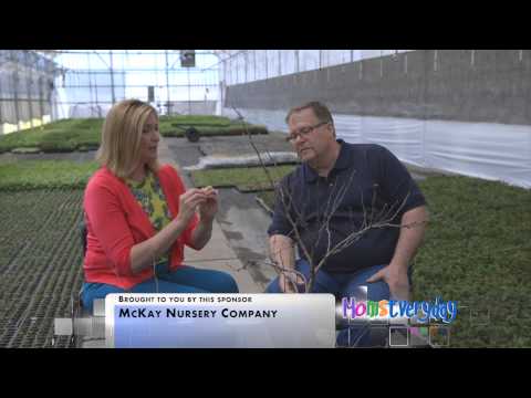 Eastern Redbud – Moms Everyday Interview with McKay Nursery
