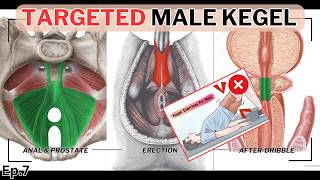 Targeted Kegel Exercises for Men: Sexual Health & Combat Prostatitis (ED.ep7)