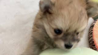 ハーフ犬の動画01