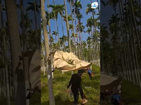 Areca Nut Harvesting | SJ Tamil  #sjtamil #facts #tamil #shorts