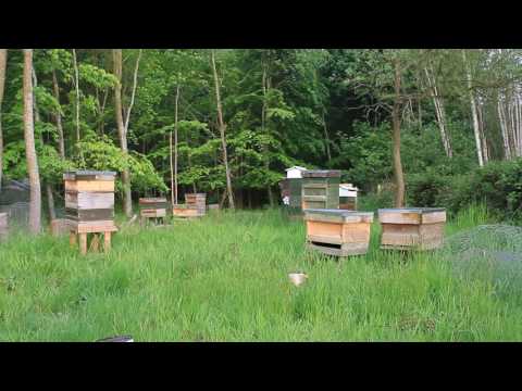 Apiary at dusk....