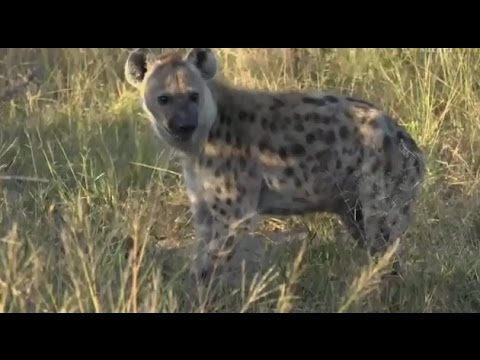 Safari Live : Jamie with Ribbon and a Male Hyena on the morning of  May 20, 2017