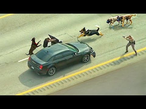 Esto Sucede Cuando los PERROS K9 son HÉROES en Plena Acción Policial