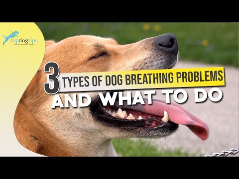 3 Types of Dog Breathing Problems and What to Do