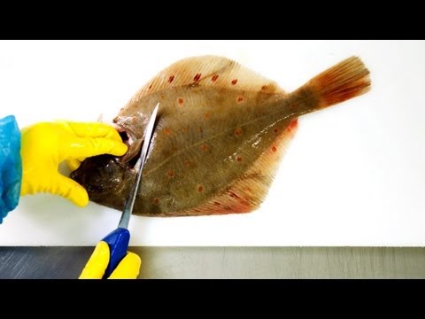Scholle filetieren - Die Fischexperten von Deutsche See wissen, wie man's macht