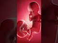 Do Babies Sleep In The Womb