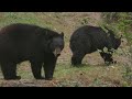 Nebraska Wildlife Safari Park Black Bears
