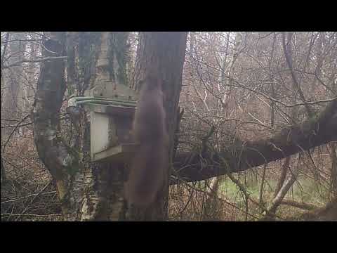 12 January 2024 Bardarrach Wood red squirrel