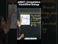 Understand Polytene Balbiani Giant Chromosome With QuickShot Biology By Poonam Ma Am Neet2023