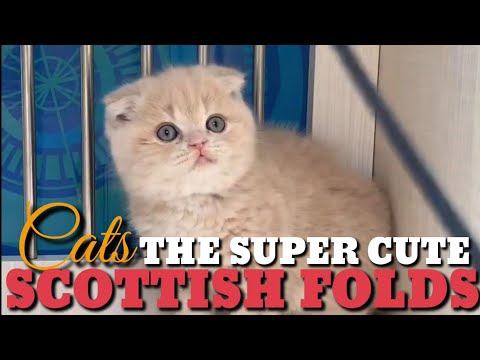 Owl Like Cats: The Scottish Folds. Beautiful Domestic Cats Originated from Scotland. Cats for Sale
