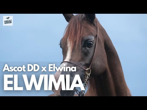 Arabian Horse ELWIMIA - Ascot DD x Elwina