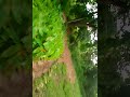 Malaiyur River