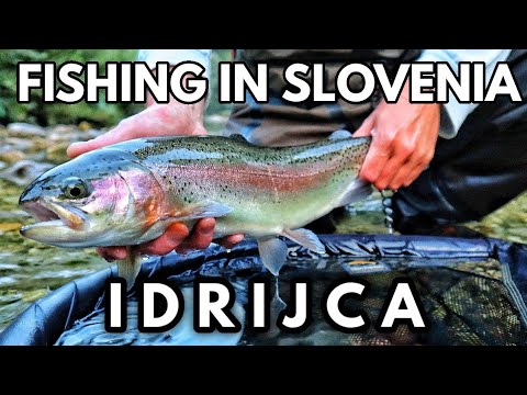 Idricja Valley Trophy HYBRID Trout - The BEST Slovenia Fly Fishing?!