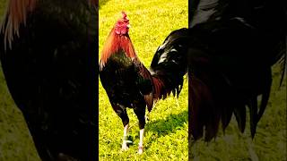 Download lagu sa mata palang alam mona 😱😱💪 mp3