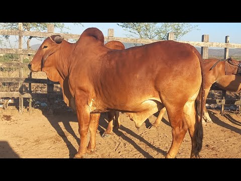 Feira de gado. Só as pareias em Senador Rui Palmeira Alagoas 25/11/25#nordeste