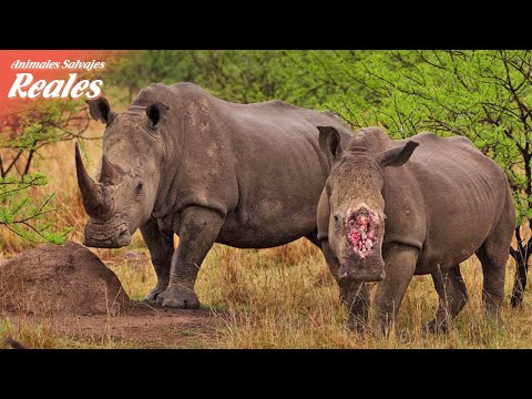 , title : 'Rinoceronte herido y lo que sucede a continuación en la naturaleza | Animales Salvajes Reales'