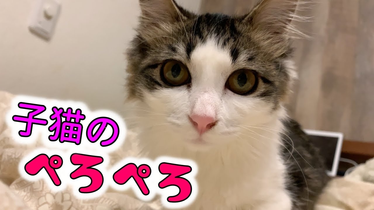 子猫のペロペロが可愛すぎた！小雪の成長日誌