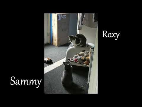 Was sich liebt, das neckt sich