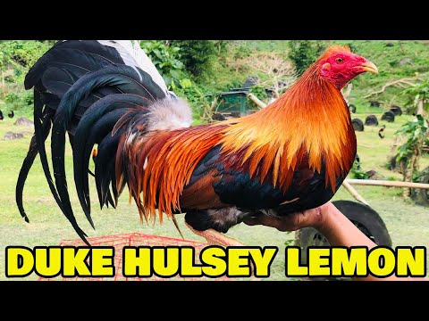 Beautiful Pure Duke Hulsey Lemon BJ LUNAO FARM - Big Farm Philippines