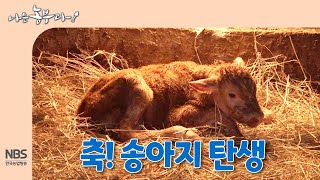 [나는농부다 284회] 축! 송아지 탄생