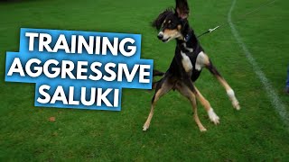 Nick Benger Trains Aggressive Saluki Dog [Teaser]