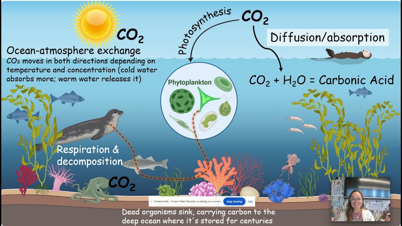AP Biology Cycles of Matter-Water, Carbon, Nitrogen, & Phosphorous Cycles