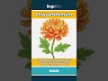 chrysanthemum - a garden flower with many t... video thumbnail
