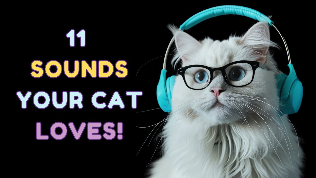 Which of these 11 sounds will your cat love the most? 😼