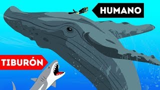9 Animales salvajes que rescataron humanos