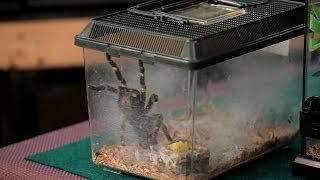 How to Clean the Terrarium | Pet Tarantulas