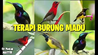 Download lagu TERAPI BURUNG MADU KONIN SEPAH RAJA SOGON WICEH PI... mp3