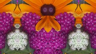 Hot Blood (by Lucinda Williams live at  Slim&#39;s on 5/28/98)