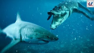 Shark vs Crocodile: Who Wins a Fight?