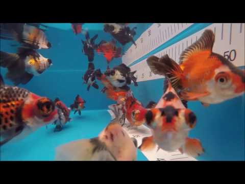 KOI 13 -- Butterflytail 12-14 cm  *391
