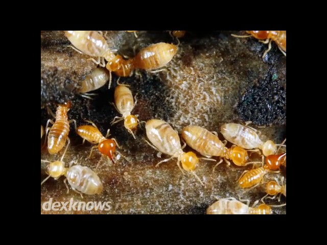 Stroupe Pest Control - Cody, WY