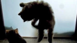 Funny Cats : Shadow theater of Kittens : Halloween cats