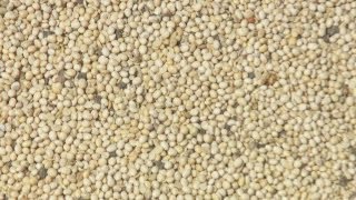 Black Gram in Kalamna Market, Nagpur