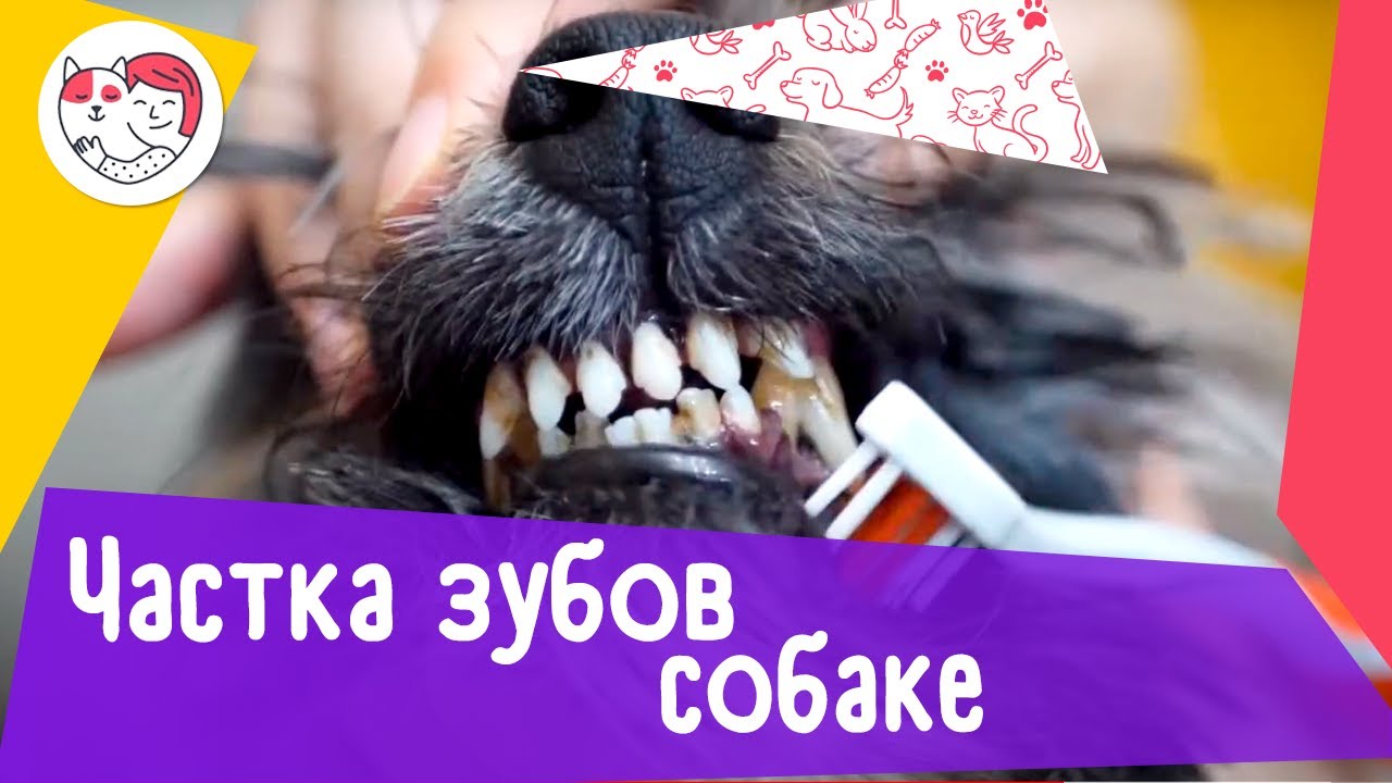 Как правильно чистить зубы собаке: видеоинструкция