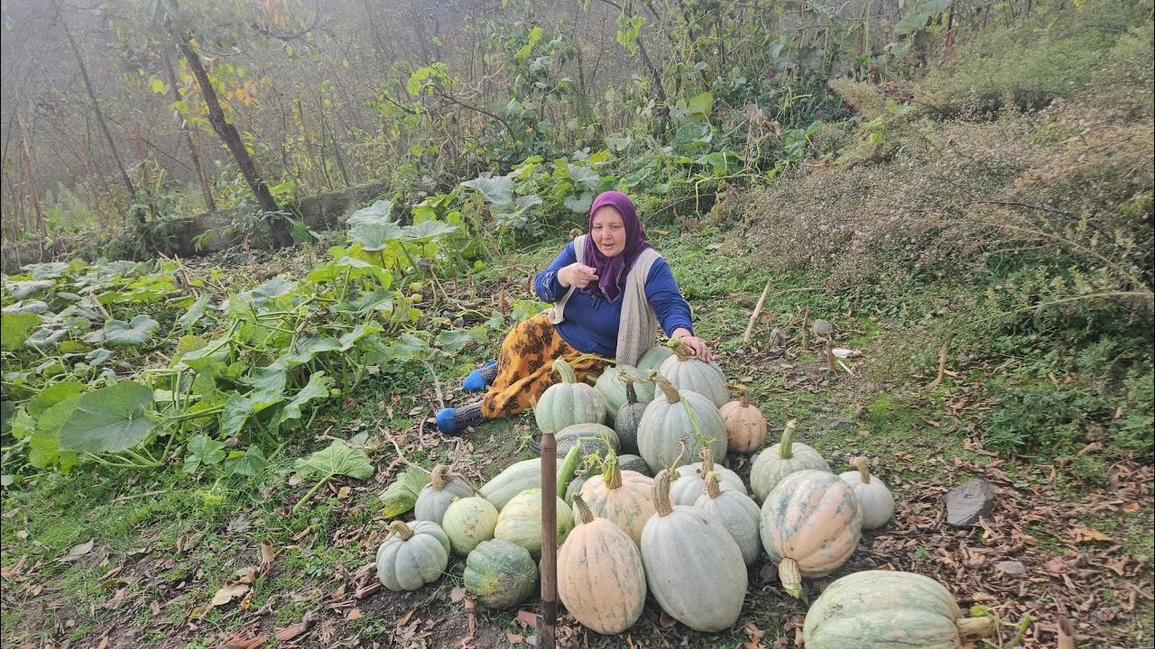 ‼️BABA TOPRAĞININ BEREKETİ KABAK SEZONU‼️