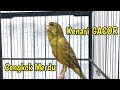 Download lagu KENARI GACOR Cengkok Merdu COCOK BUAT MASTERAN PANCINGAN KENARI PAUD BELAJAR BUNYI mp3