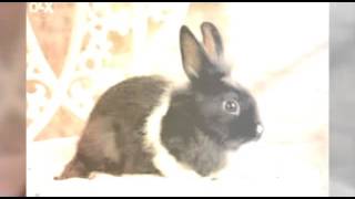 Download lagu Sărbători Pascale Fericite!!! mp3