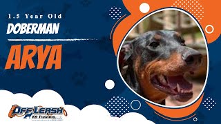 Download Lagu Arya | 1.5 Year Old Doberman | Off Leash Doberman Training, Atlanta Thumbnail