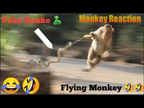 MONKEY-ARE-NOT-AFRAID-OF-POCONG-ANIMAL-PRANK-MONKEY-PRANK-FUNNY-GHOST-PRANK- FUNNY-PRANK Mp4 3GP Video & Mp3 Download unlimited Videos Download - MONKEY-ARE-NOT-AFRAID-OF-POCONG-ANIMAL-PRANK-MONKEY-PRANK-FUNNY-GHOST-PRANK- FUNNY-PRANK Mp4 3GP Video & Mp3 Download unlimited Videos Download -