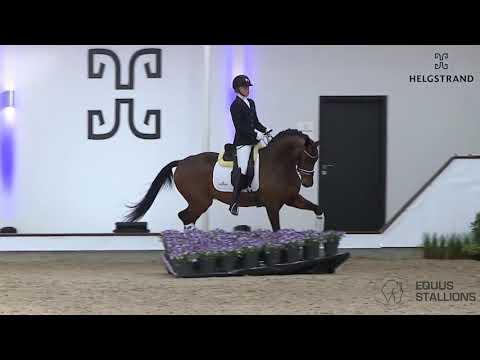 Be Sure - Equusstallions