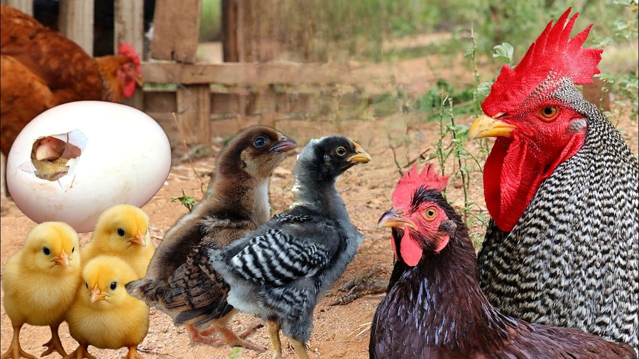 From Egg to Old Age - The Chicken Life Cycle – Behavior, Sounds... Tips