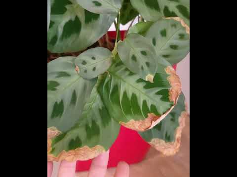 Avoid this Mistake that causes Brown leaves on Maranta