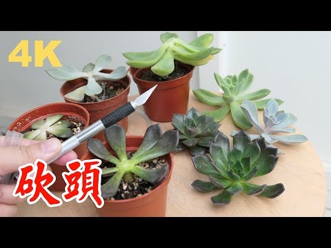 砍多肉的頭